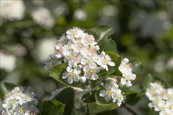Aronia x prunifolia 'Viking'