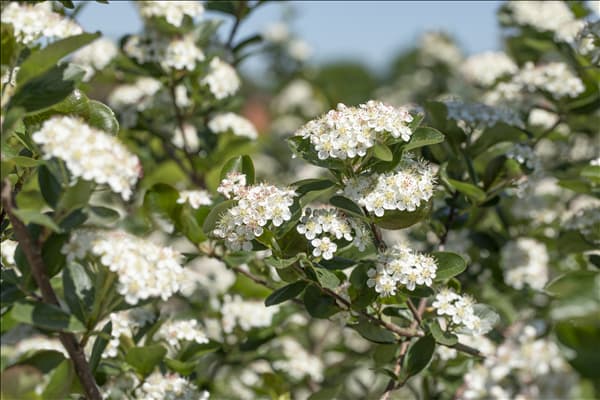 Aronia x prunifolia 'Viking'