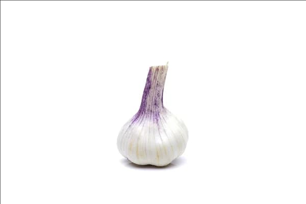 Allium sativum