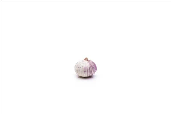 Allium sativum
