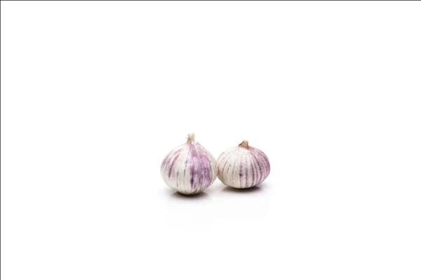 Allium sativum