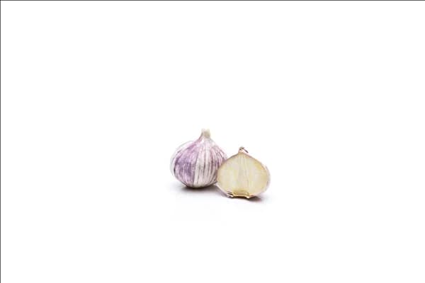 Allium sativum