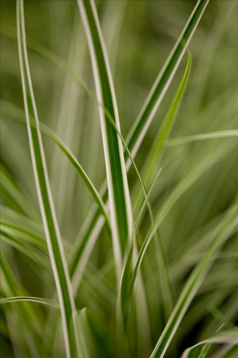 Carex oshimensis