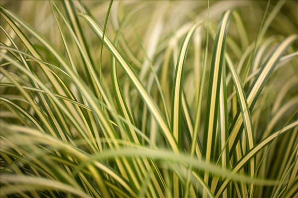 Carex oshimensis 'Evergold'