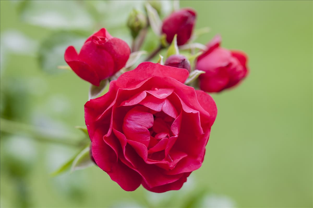 Bodendeckerrose Bodendeckerrose