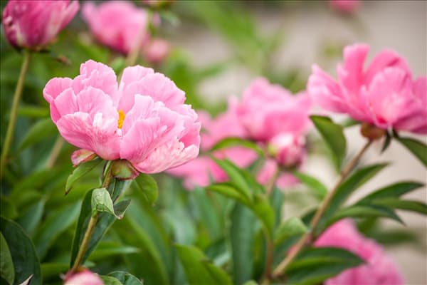 Paeonia lactiflora