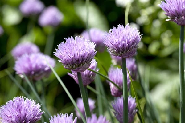 Allium schoenoprasum