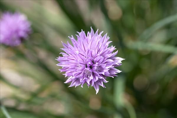 Allium schoenoprasum