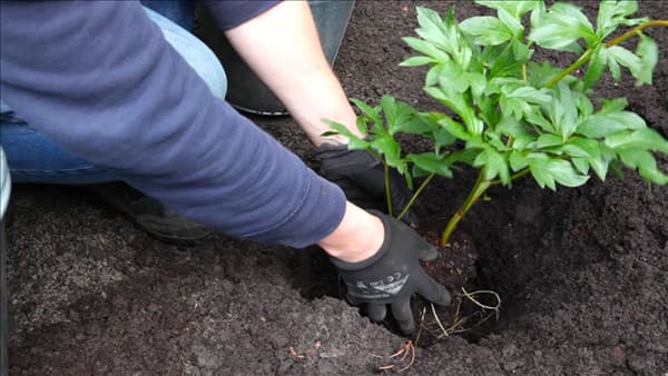Pfingstrose - Einpflanzen im Garten (thumbnail)