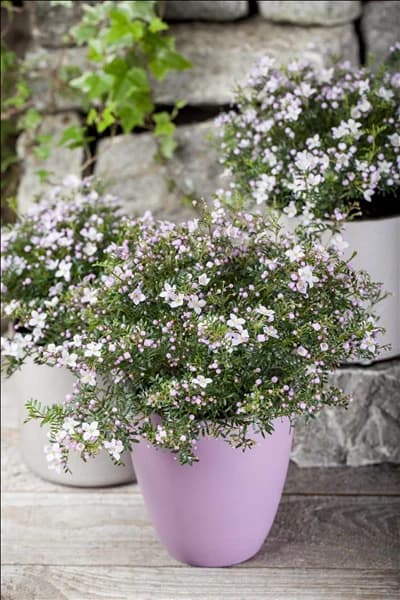Boronia anemonifolia