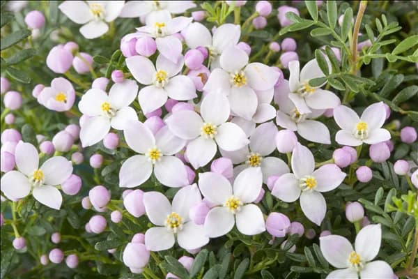 Boronia anemonifolia