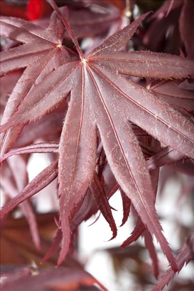 Acer palmatum 'Bloodgood'