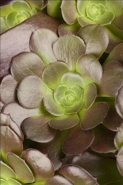 Aeonium arboreum
