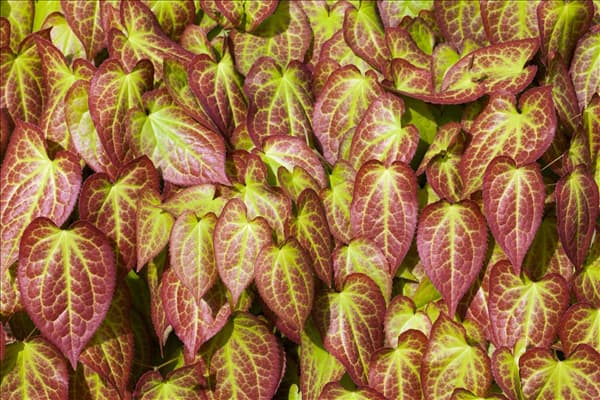 Epimedium grandiflorum