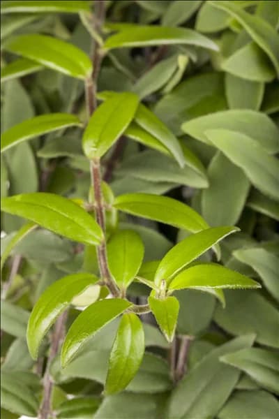 Aeschynanthus