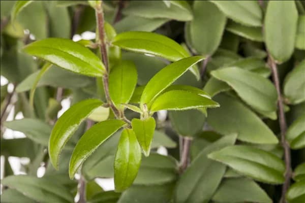Aeschynanthus