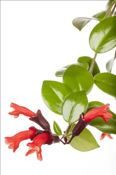 Aeschynanthus