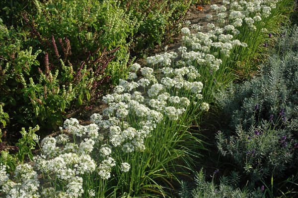 Allium tuberosum