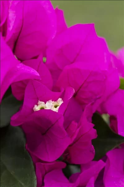 Bougainvillea 'Vera'