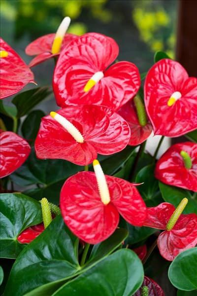 Anthurium x andreanum 'Red Champion'®