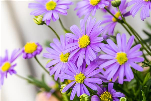 Brachyscome multifida 'Mauve Delight'