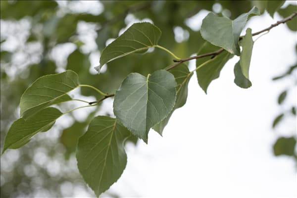 Alnus cordata