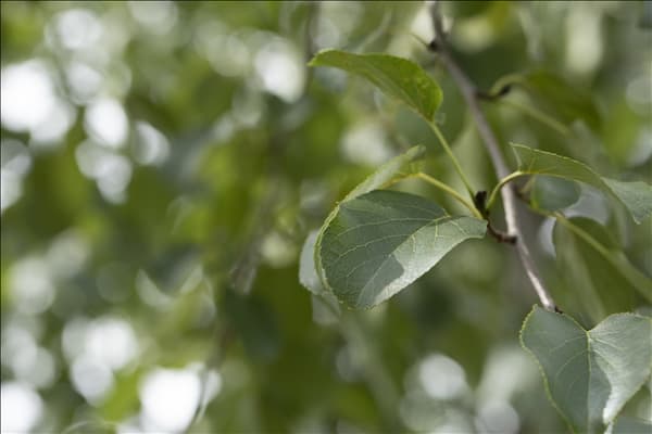 Alnus cordata