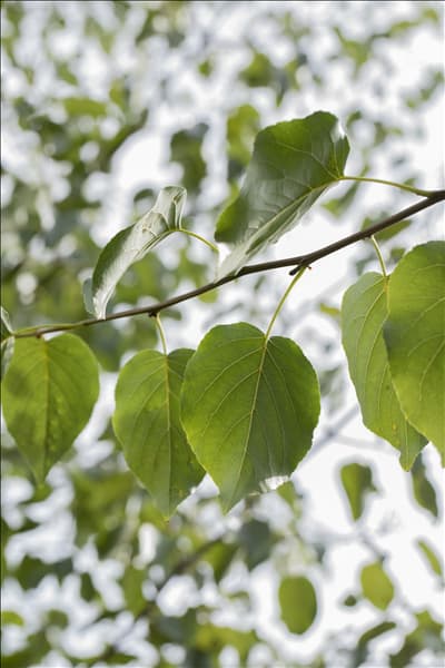 Alnus cordata
