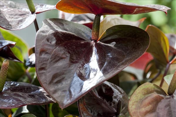 Anthurium x andreanum 'Giant Chocolate'