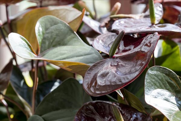Anthurium x andreanum 'Giant Chocolate'