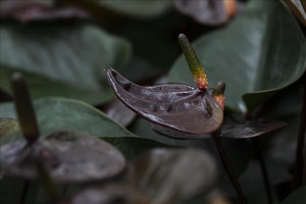 Anthurium x andreanum 'Giant Chocolate'®