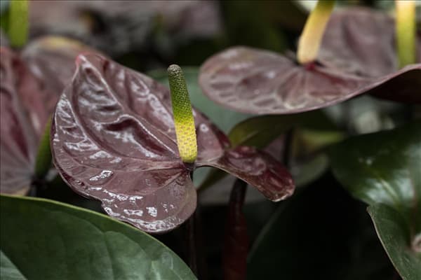 Anthurium x andreanum 'Giant Chocolate'®