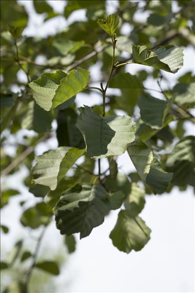 Alnus glutinosa