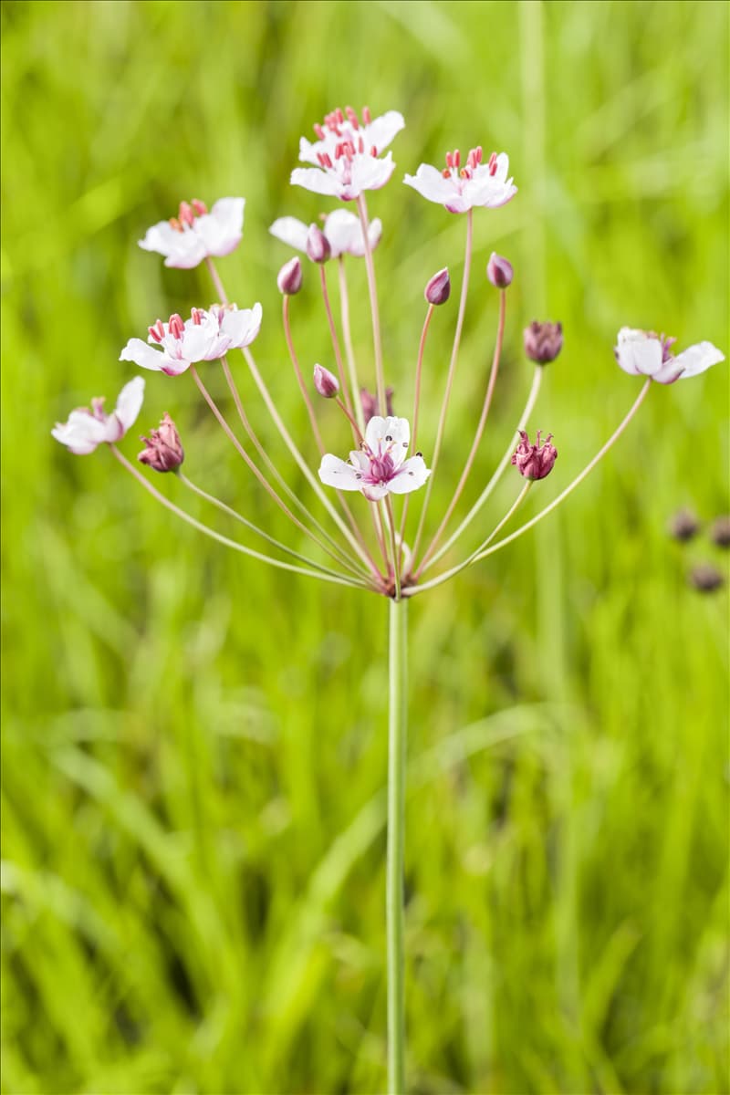Butomus umbellatus Schwanenblume