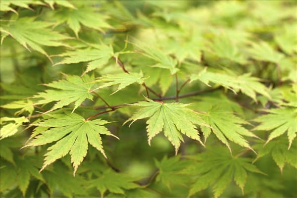 Acer palmatum 'Green Trompenburg'