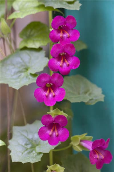 Asarina scandens