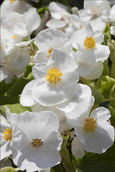 Begonia semperflorens, weiß
