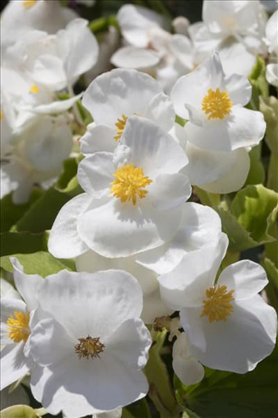 Begonia semperflorens, weiß