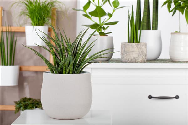 Sansevieria 'Fernwood Punk'