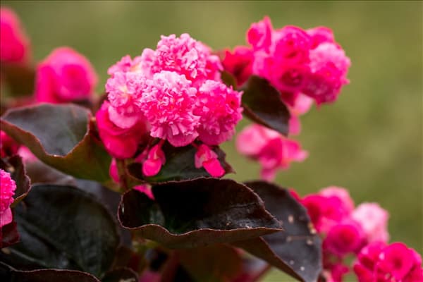 Begonia semperflorens 'Doublet'®