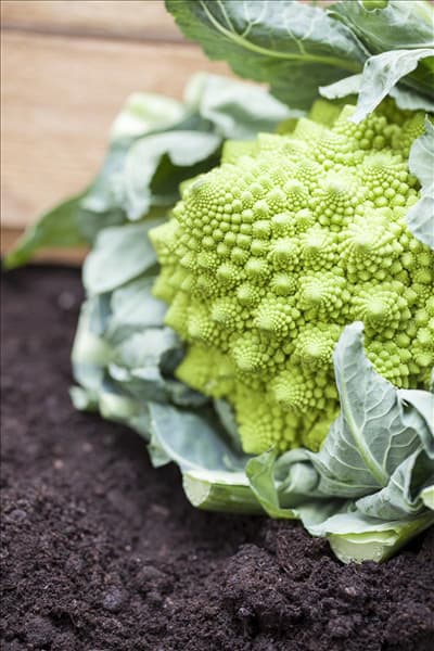 Brassica oleracea var. botrytis 'Romanesco'