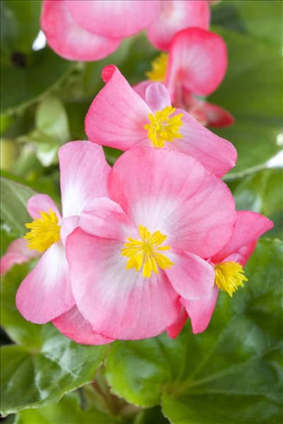 Begonia semperflorens, rosa