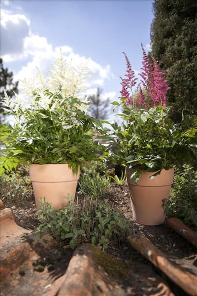 Astilbe x arendsii