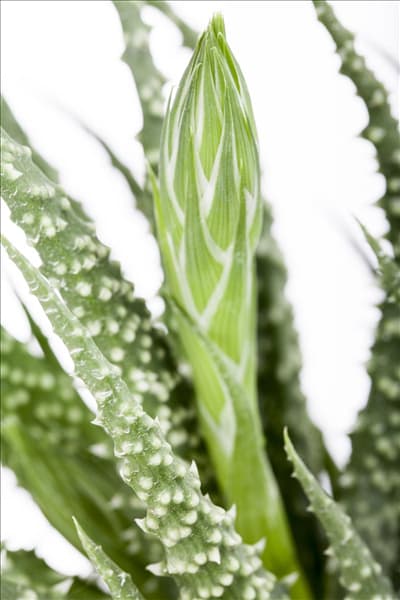 Aloe humilis