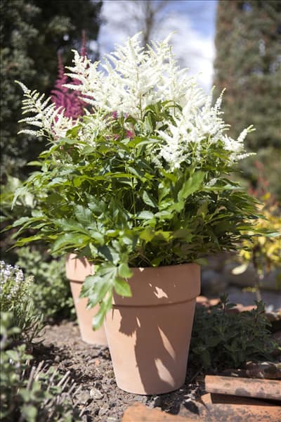 Astilbe x arendsii