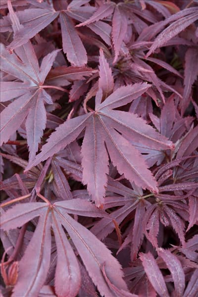 Acer palmatum 'Shaina'