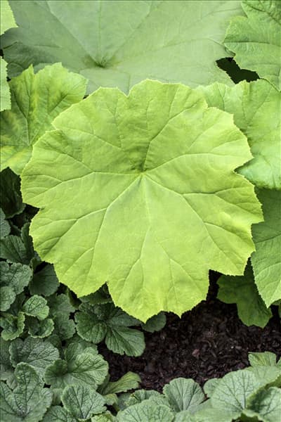 Astilboides tabularis