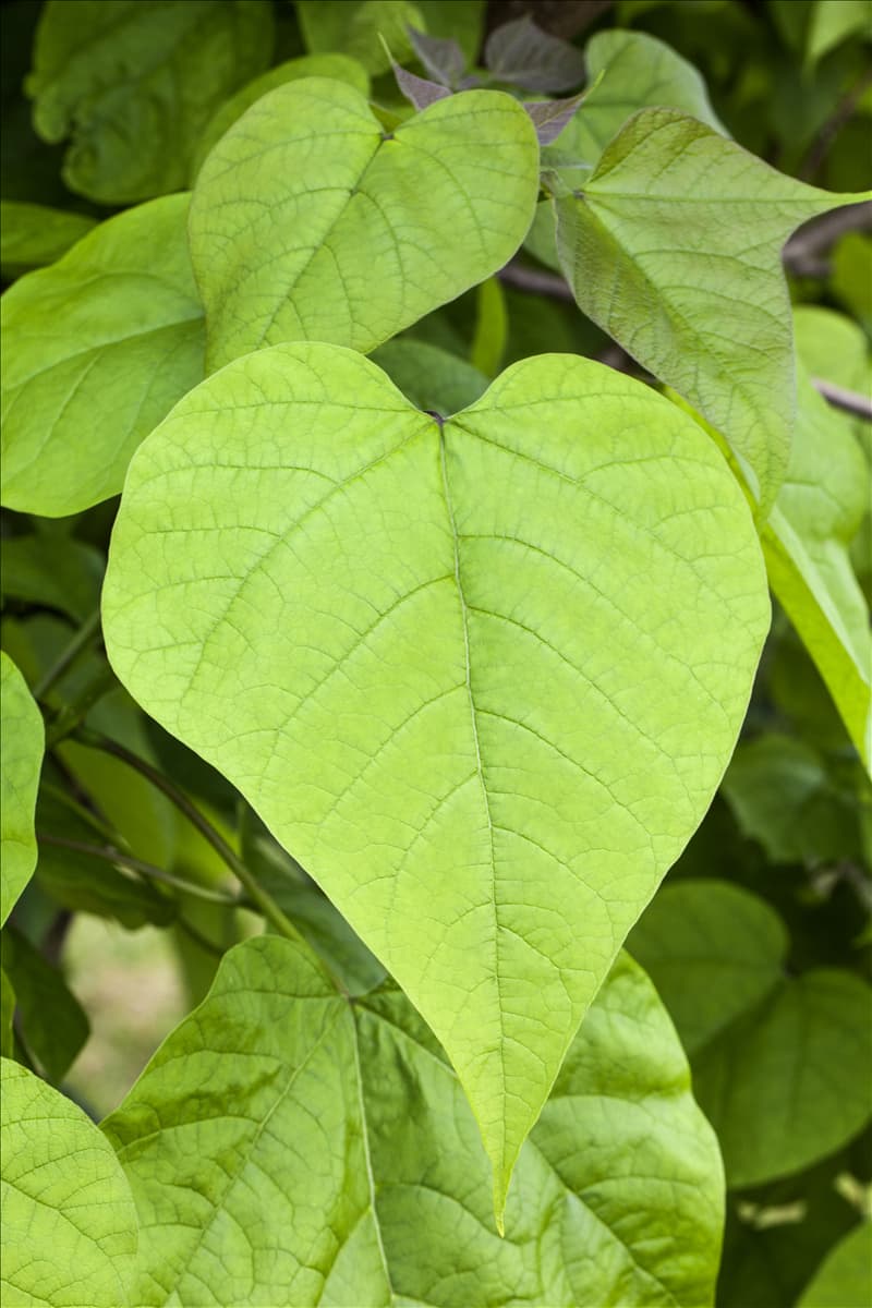 Catalpa bignonioides