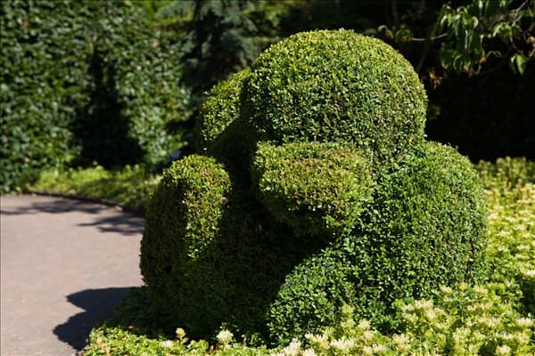 Buxus sempervirens var. arborescens