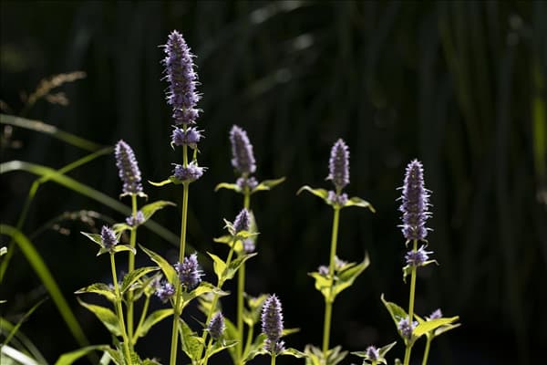 Agastache rugosa
